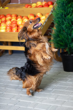 A brown and black dog is standing on its hind legs in front of a colorful display filled with ripe applesの写真素材