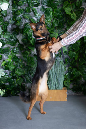 A German shepherd dog is standing upright on its hind legs, with a person holding it. The dog, a carnivorous herding breed, has a fawn coat and a long tailの写真素材
