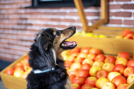 A dog is standing right in front of a large pile of ripe, red apples that are piled high on the ground, appearing vibrant and freshの写真素材