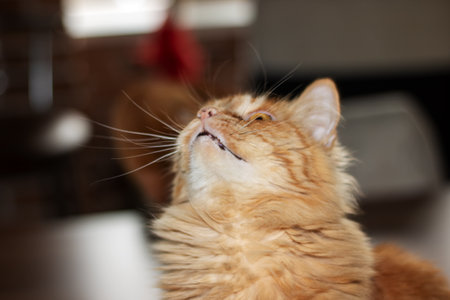 A detailed close up of a curious cat looking thoughtfully upの写真素材
