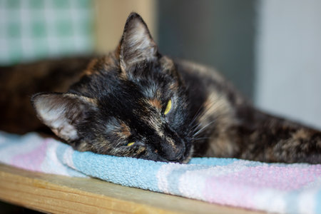 Little tricolor cat sleeping in a bed close upの写真素材