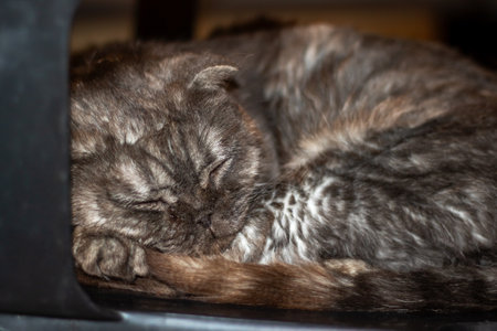 A closeup of a gray Domestic shorthaired cat sleeping peacefully with its eyes closed, showing its whiskers, snout, fur, and clawsの写真素材
