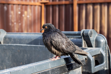 A lone pigeon is comfortably perched on the side of a large, weathered dumpster, surveying its surroundings with keen interestの写真素材