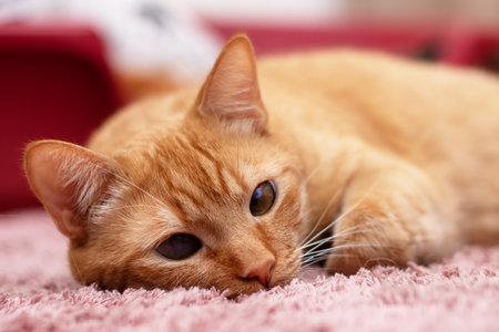 An adorable orange cat is lounging comfortably on a soft, plush rug while showcasing its calm and relaxed demeanorの写真素材