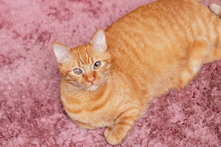 An orange cat peacefully lounging on a soft pink carpet with its eyes gently closed, basking in the calmness of its surroundingsの写真素材