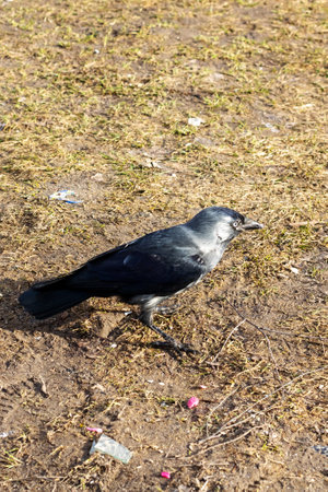 A solitary black bird is currently standing on the ground within a vast, open field that is surrounded by greenery and grassの写真素材