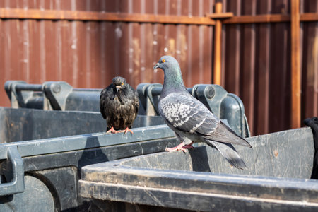 A lone pigeon is comfortably perched on the side of a large, weathered dumpster, surveying its surroundings with keen interestの写真素材