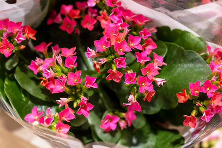 A vivid closeup image showcasing elegant pink flowers surrounded by lush green leaves, creating a beautiful natural sceneの写真素材
