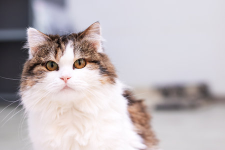 This image features a close up view of an adorable brown and white cat that is intently looking at the camera, capturing its gazeの写真素材