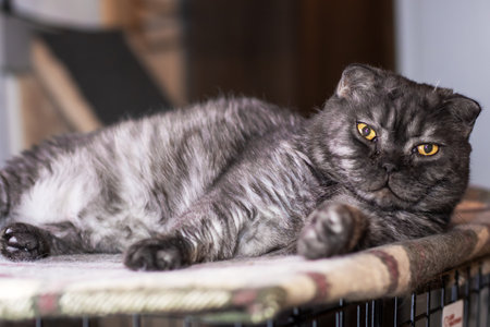 A sleek black cat with striking yellow eyes is comfortably laying in a cage that provides it with a...