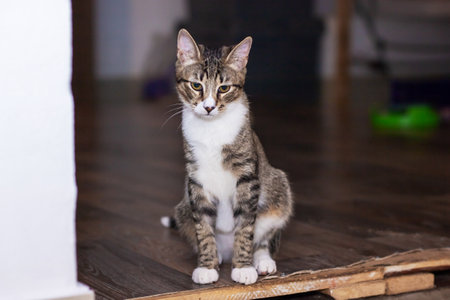 A fluffy cat is comfortably sitting on a smooth wooden surface and curiously looking directly at the camera with bright eyesの写真素材