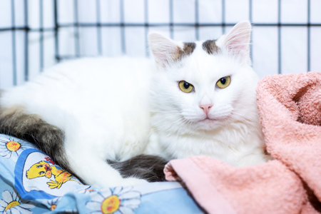 A fluffy white cat is comfortably laying on a cozy bed next to a soft pink towel that adds a touch of color to the sceneの写真素材