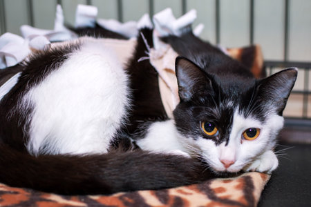 A striking black and white cat is comfortably laying on a soft, cozy blanket, enjoying a moment of relaxation and peaceの写真素材
