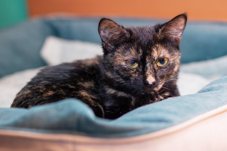 A beautiful cat is comfortably laying on a cozy blue blanket while curiously looking directly at the camera with its bright eyesの写真素材