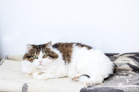 An adorable cat with playful eyes is resting on a soft blanket, radiating warmth and comfort in the roomの写真素材