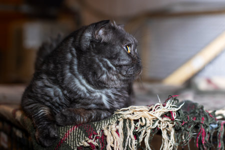 A sleek black cat with striking yellow eyes is comfortably laying in a cozy environmentの写真素材