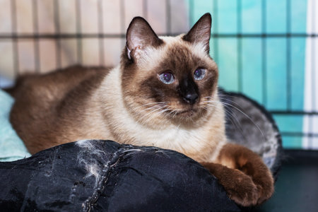 A beautiful Siamese cat is comfortably laying on a soft, black pillow inside a cage, enjoying its cozy space and surroundingsの写真素材