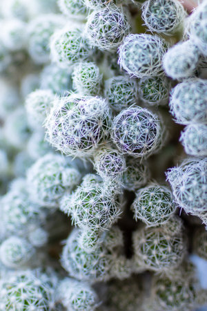 Here is a detailed closeup view of a bunch of small and vibrant cactus plants, showing their unique textures and formsの写真素材