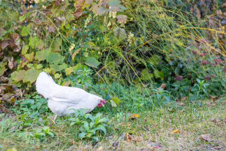 A white chicken is standing peacefully in the lush green grass nearby a neat pile of colorful leaves that have fallen from treesの写真素材