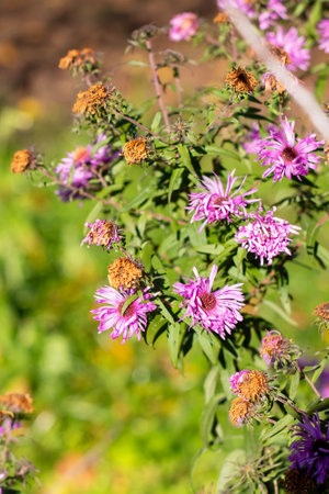 A vibrant bunch of beautiful purple flowers can be seen growing lushly on a flourishing bush in the garden area nearbyの写真素材