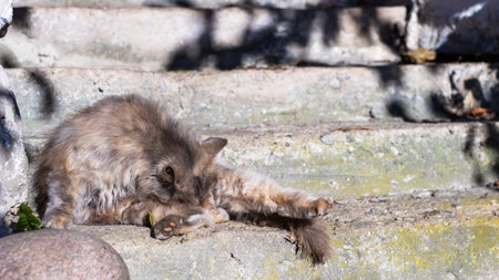 A domestic cat is comfortably laying on the ground right next to some wooden stairs that are nearby in the environmentの写真素材