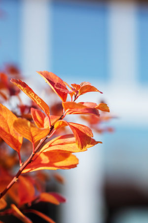 This image presents a detailed closeup view of a tree branch adorned with vivid orange leaves, showing their stunning autumn colorsの写真素材