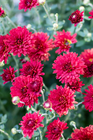 In a lovely garden, there is a vibrant bunch of beautiful red flowers growing, adding color and life to the surrounding plantsの写真素材