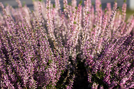 A delightful cluster of vibrant purple flowers is flourishing beautifully in a vast open field, showcasing natures charmの写真素材