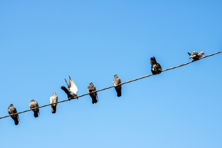 A charming row of birds is perched gracefully on a wire, set against the backdrop of a beautiful blue sky with fluffy cloudsの写真素材