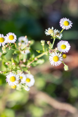 A delightful bunch of small, delicate white daisies featuring a vibrant yellow center, adding charm to the greenery around themの写真素材
