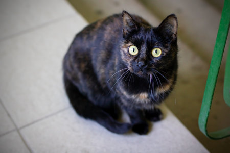 A sleek black cat with striking yellow eyes gazes up curiously at the camera, its whiskers twitching slightly in anticipationの写真素材