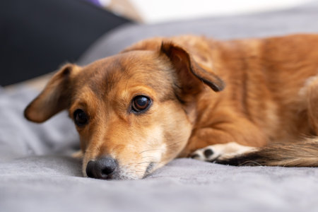 A brown dog is comfortably laying on a soft bed while curiously looking directly at the camera with its charming eyesの写真素材