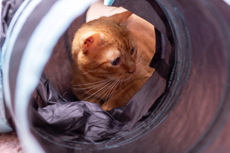 A cute cat is comfortably laying in a bag that has the letter a printed on it, enjoying the cozy space it providesの写真素材