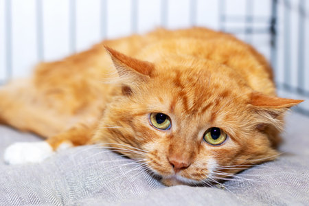 An adorable orange cat is comfortably laying on a soft blanket and curiously looking directly at the camera with its bright eyesの写真素材