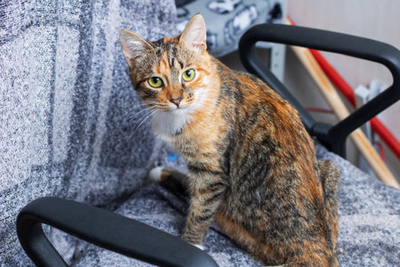 A calico cat with a beautiful mix of colors is sitting comfortably on a chair while intently gazing at the camera in front of itの写真素材