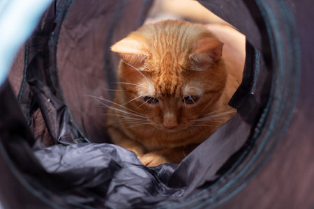 A cute cat is comfortably laying in a bag that has the letter a printed on it, enjoying the cozy space it providesの写真素材