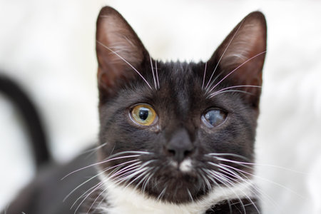 A beautifully detailed close up photograph of a black cat featuring striking yellow eyes that captivate and draw you inの写真素材