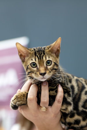 A stunning Bengal cat is showcased at a special event, highlighting its unique and beautiful fur patternの写真素材