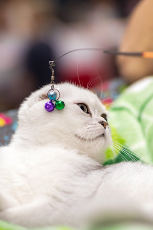 A playful and cheerful white cat happily enjoys a colorful toy while lounging comfortably on a vibrant blanketの写真素材
