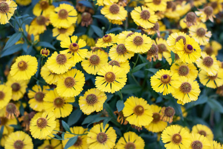 An upclose view of a bright yellow flower that features a striking purple center, showing its beauty and vibrant colors within natureの写真素材