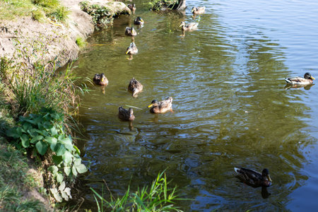 A lively group of ducks is seen happily swimming around in a beautiful pond, enjoying the serene environment and natural surroundingsの写真素材
