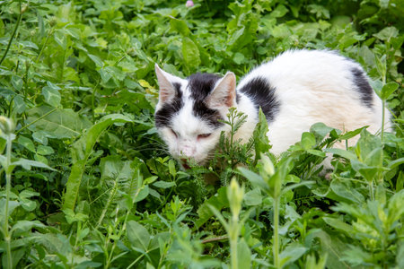 A black and white cat is comfortably laying in the grass while having its mouth open, possibly enjoying the fresh air and sunny dayの写真素材