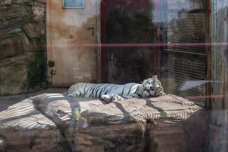 A majestic white tiger is comfortably laying on a warm rock inside its enclosure, showing off its striking appearance and graceの写真素材