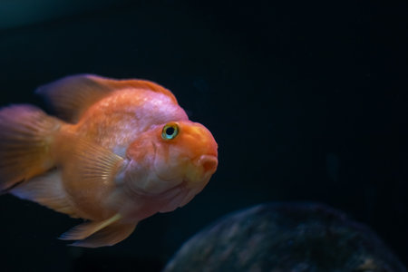 A fish that has a notably large nose is looking directly at the camera with its big eyes, creating an intriguing underwater sceneの写真素材
