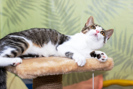 A cat is comfortably laying on the top of a tall cat tree, gazing directly at the camera with an endearing expression on its faceの写真素材
