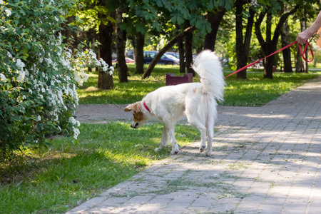 A beautiful white dog is happily walking on a leash in a lovely park filled with vibrant greenery and cheerful surroundingsの写真素材