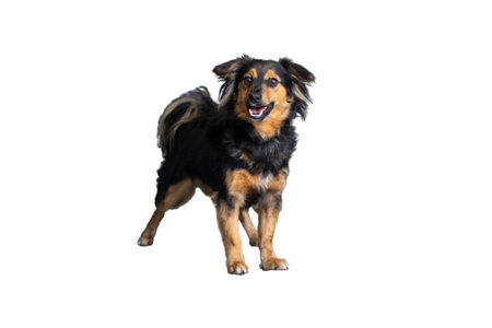 A brown and black dog is currently standing on a clean white background, creating a striking visual contrast that highlights its featuresの写真素材