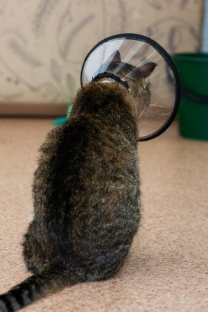 A lovable cat, adorably donning a plastic cone around its neck as a protective measure postsurgery, looks curiously at its surroundingsの写真素材
