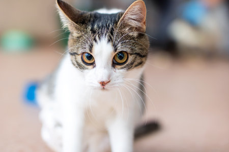A detailed closeup of a cats adorable face as it gazes intently at the camera, showing its unique features and personalityの写真素材