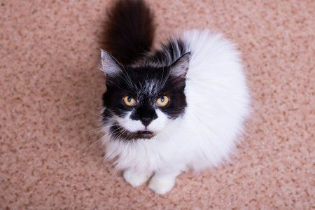 A striking black and white cat, featuring vibrant yellow eyes, gazes intently up at the camera, creating a captivating imageの写真素材